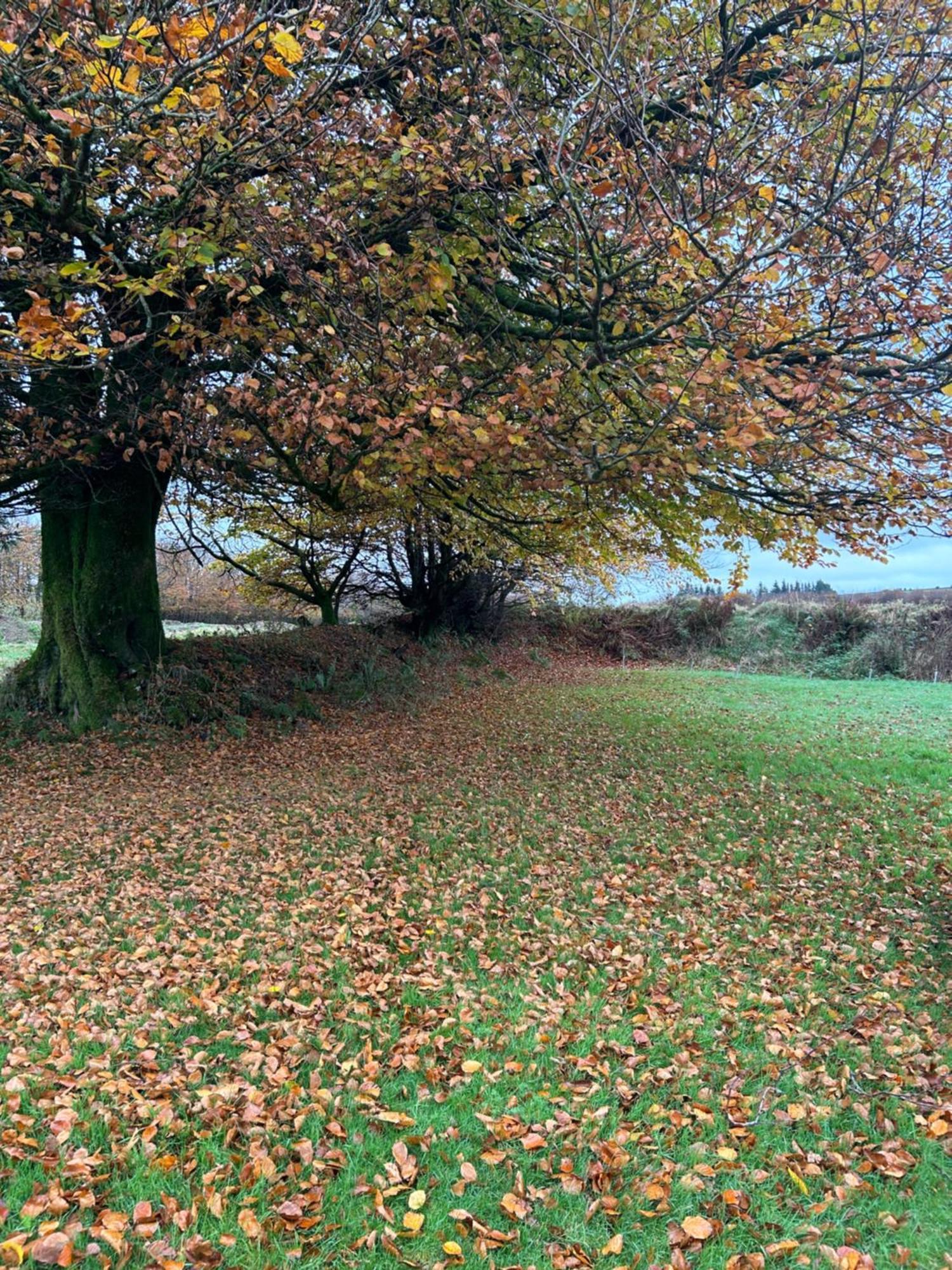 Winstitchen Situated Near The River Barle